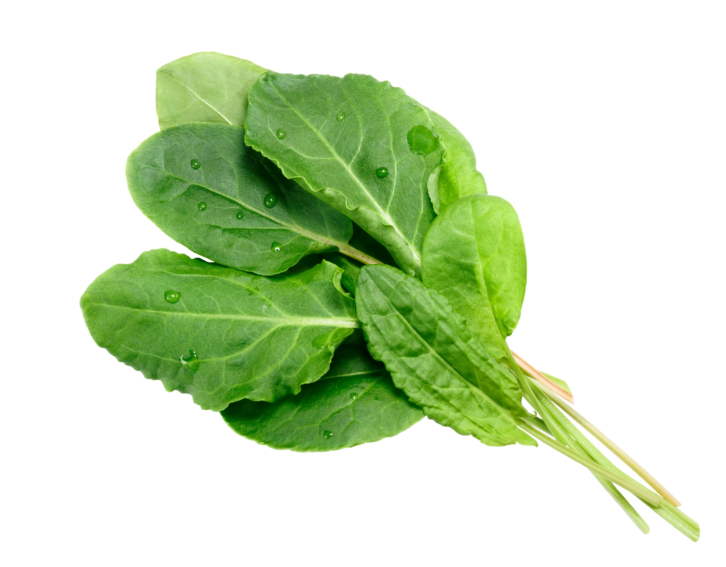 RUMEX