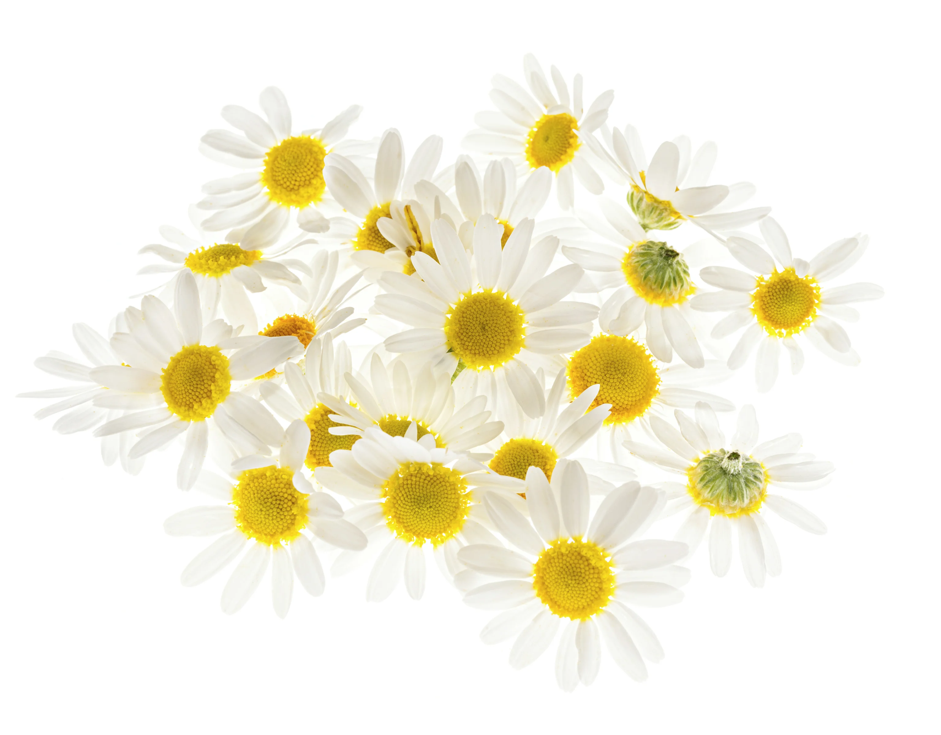 CHAMOMILE EXTRACT