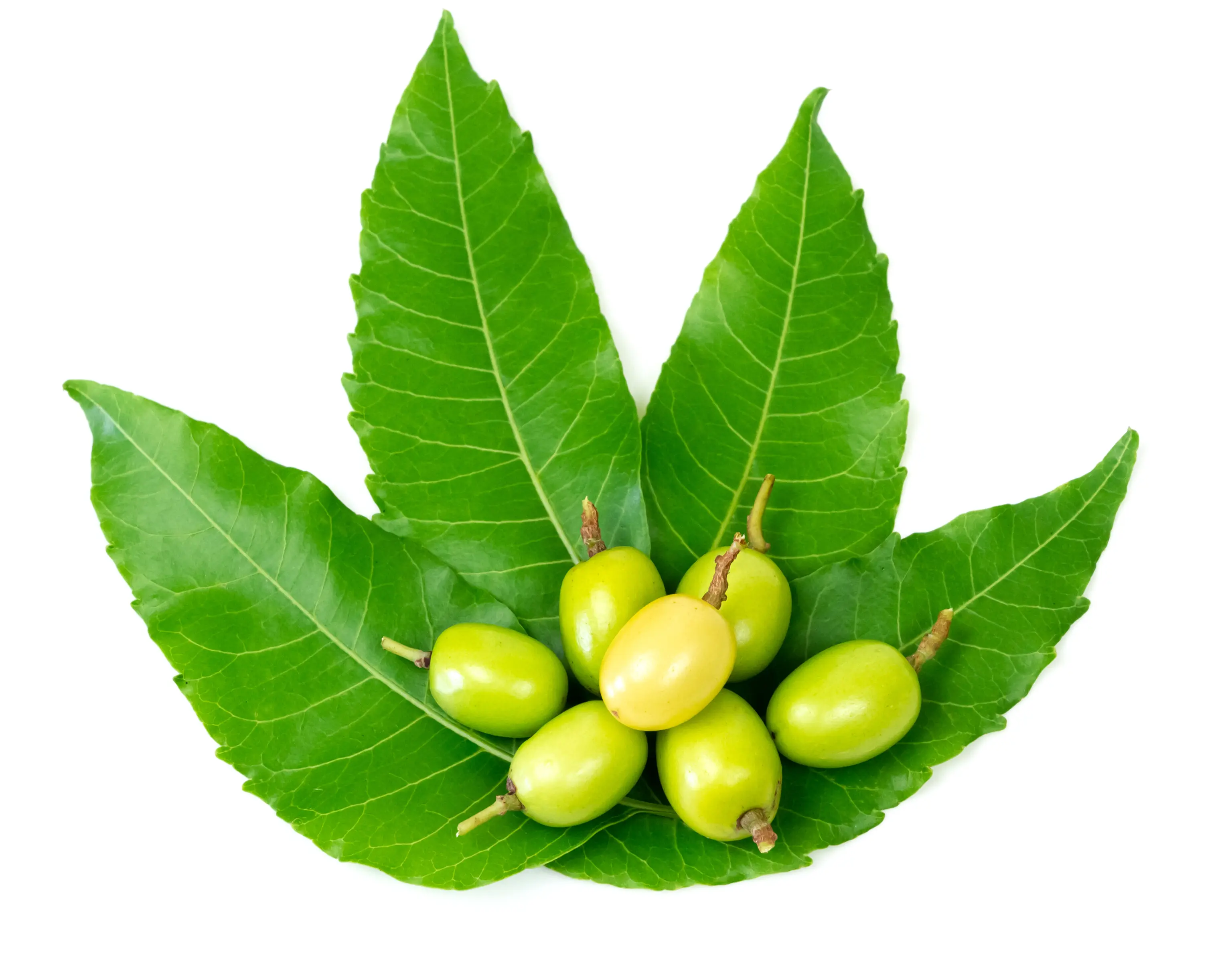 NEEM EXTRACT